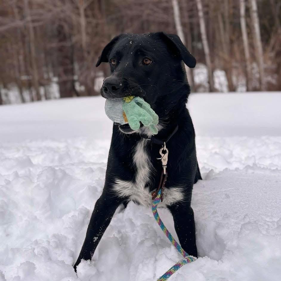 Enlarge Boo, a ADOPTABLE mixed breed in Brattleboro, VT image 3/4