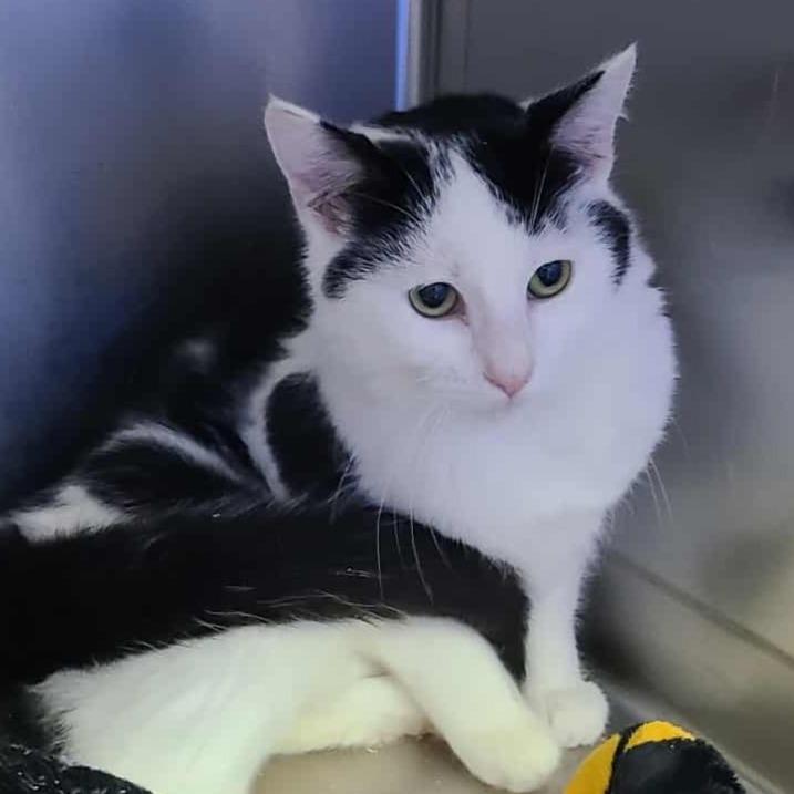 Enlarge Sailor, a Adoptable Domestic Short Hair in Coos Bay, OR image 1/2