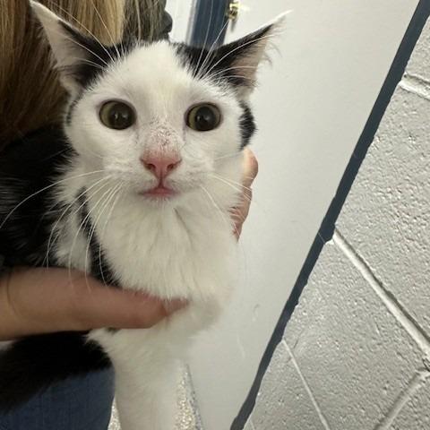 Enlarge Sailor, a Adoptable Domestic Short Hair in Coos Bay, OR image 2/2