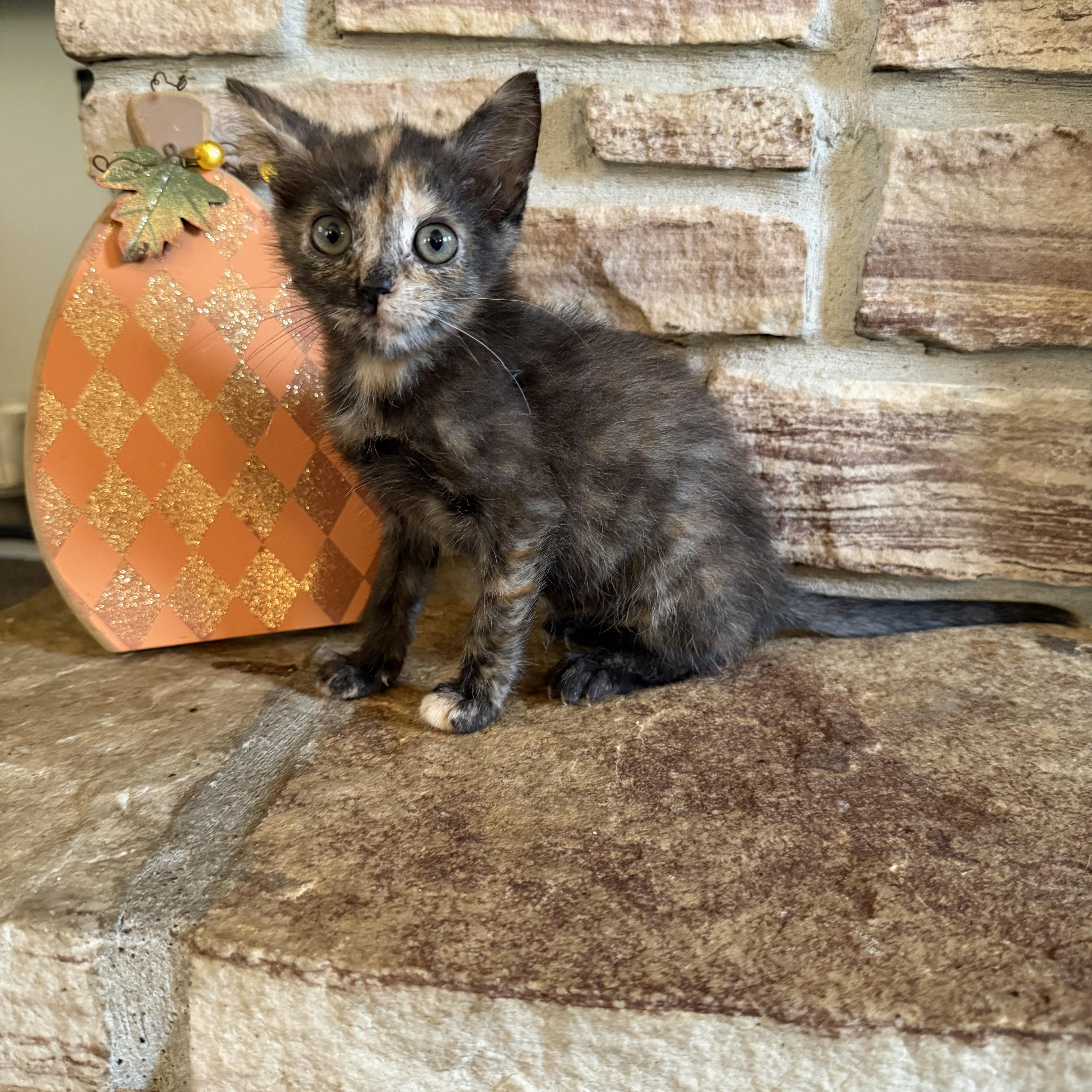 Enlarge Bitsy, a Adopted Domestic Short Hair in Lacona, NY image 3/6