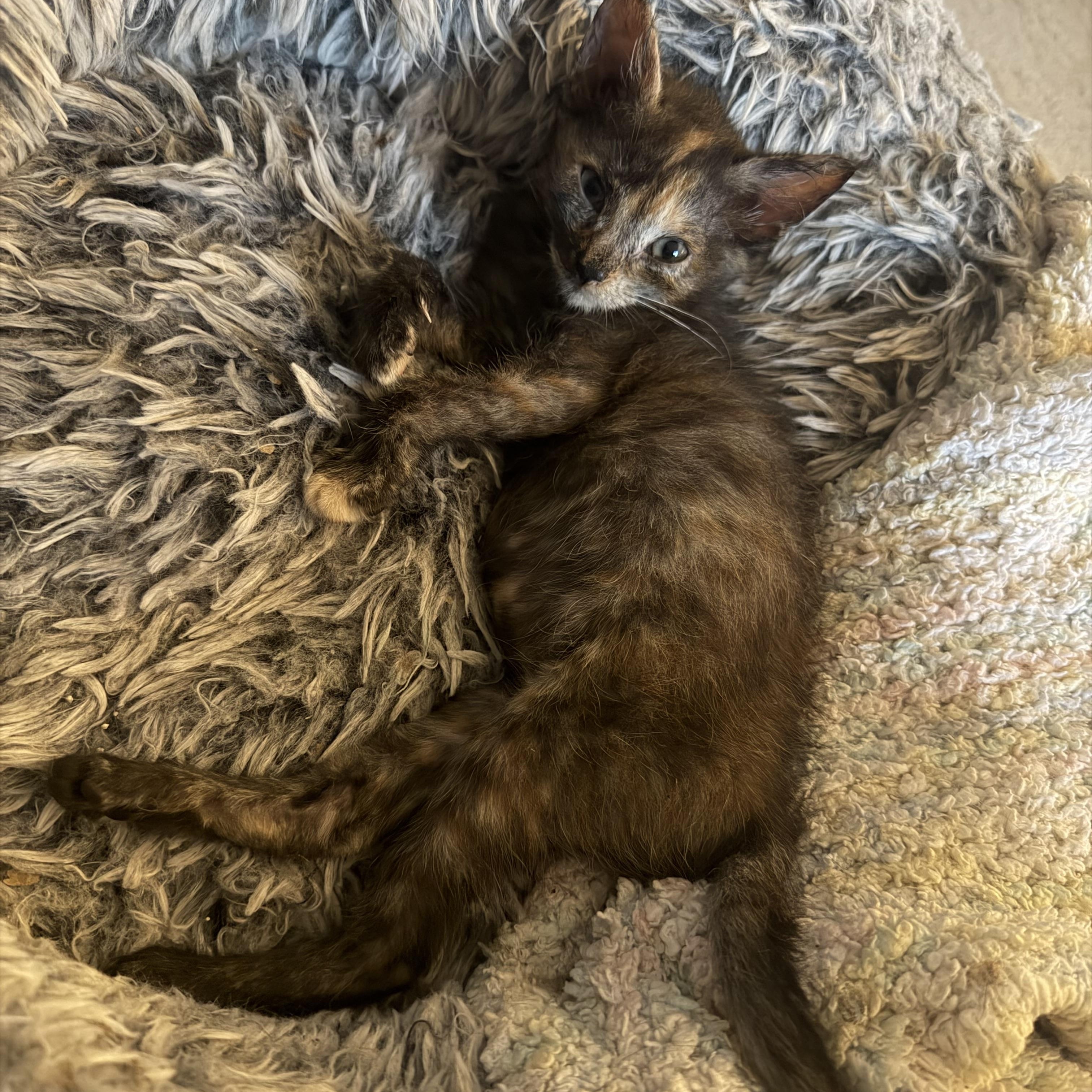 Enlarge Bitsy, a Adopted Domestic Short Hair in Lacona, NY image 6/6