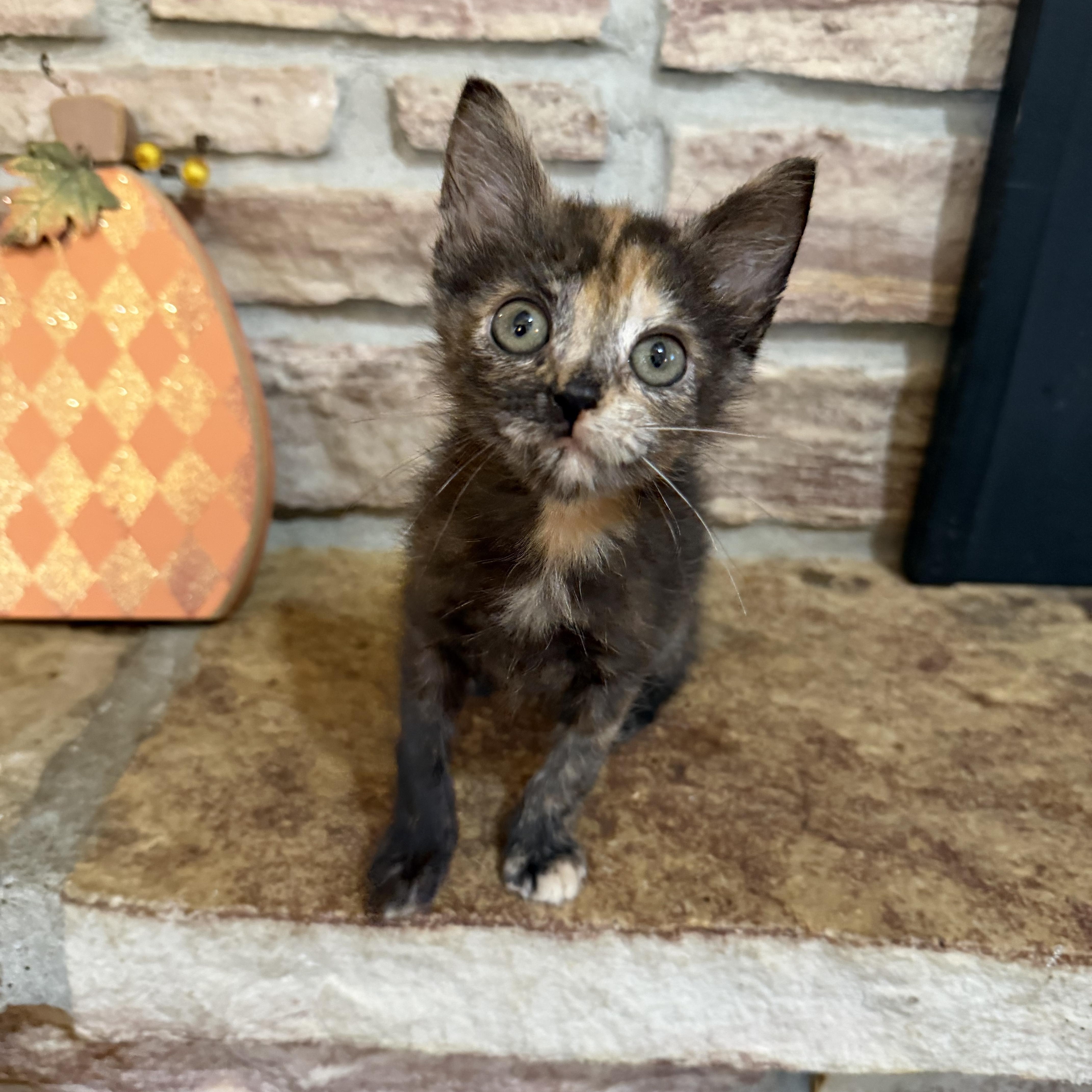 Bitsy, Adopted, Kitten Female Domestic Short Hair.