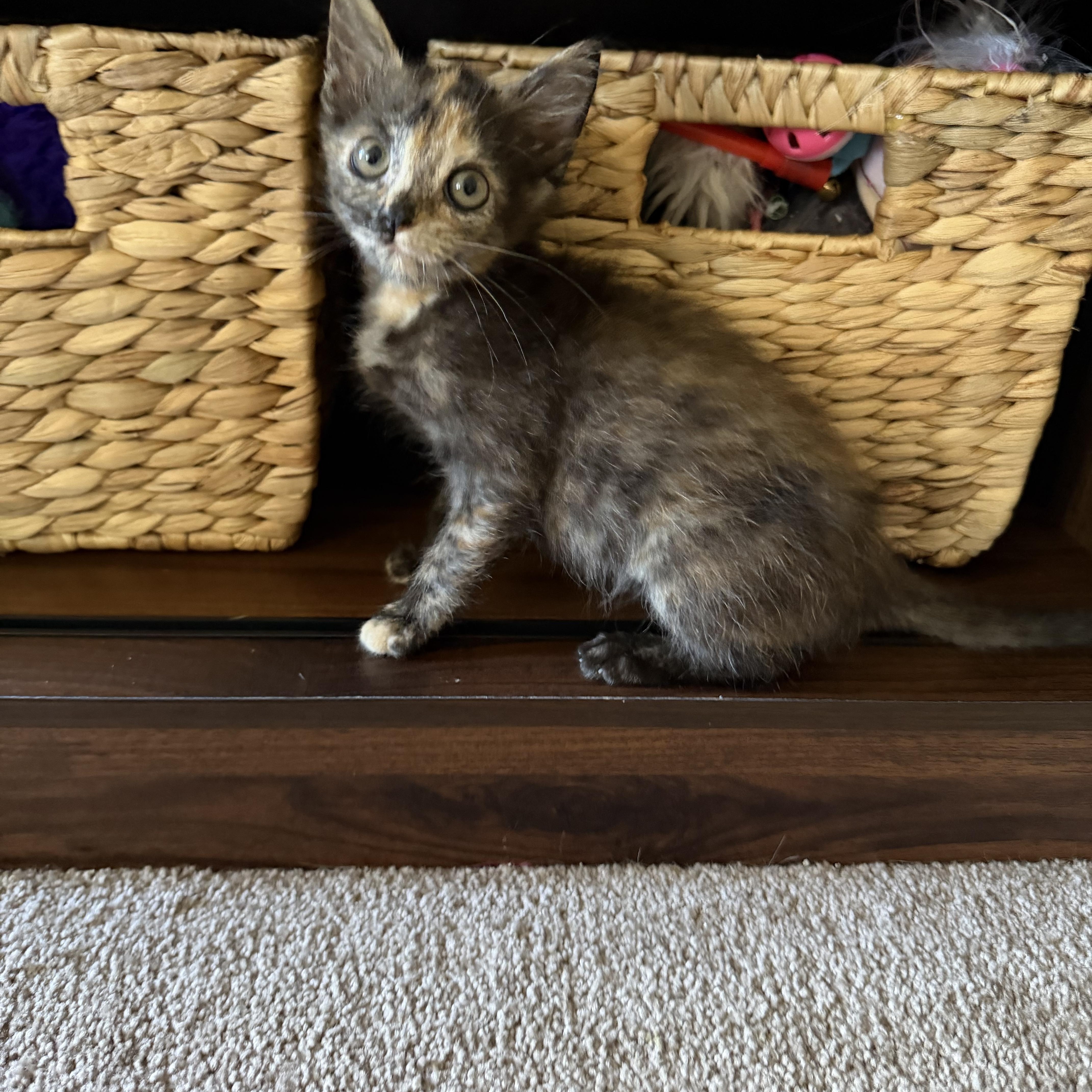 Enlarge Bitsy, a Adopted Domestic Short Hair in Lacona, NY image 5/6