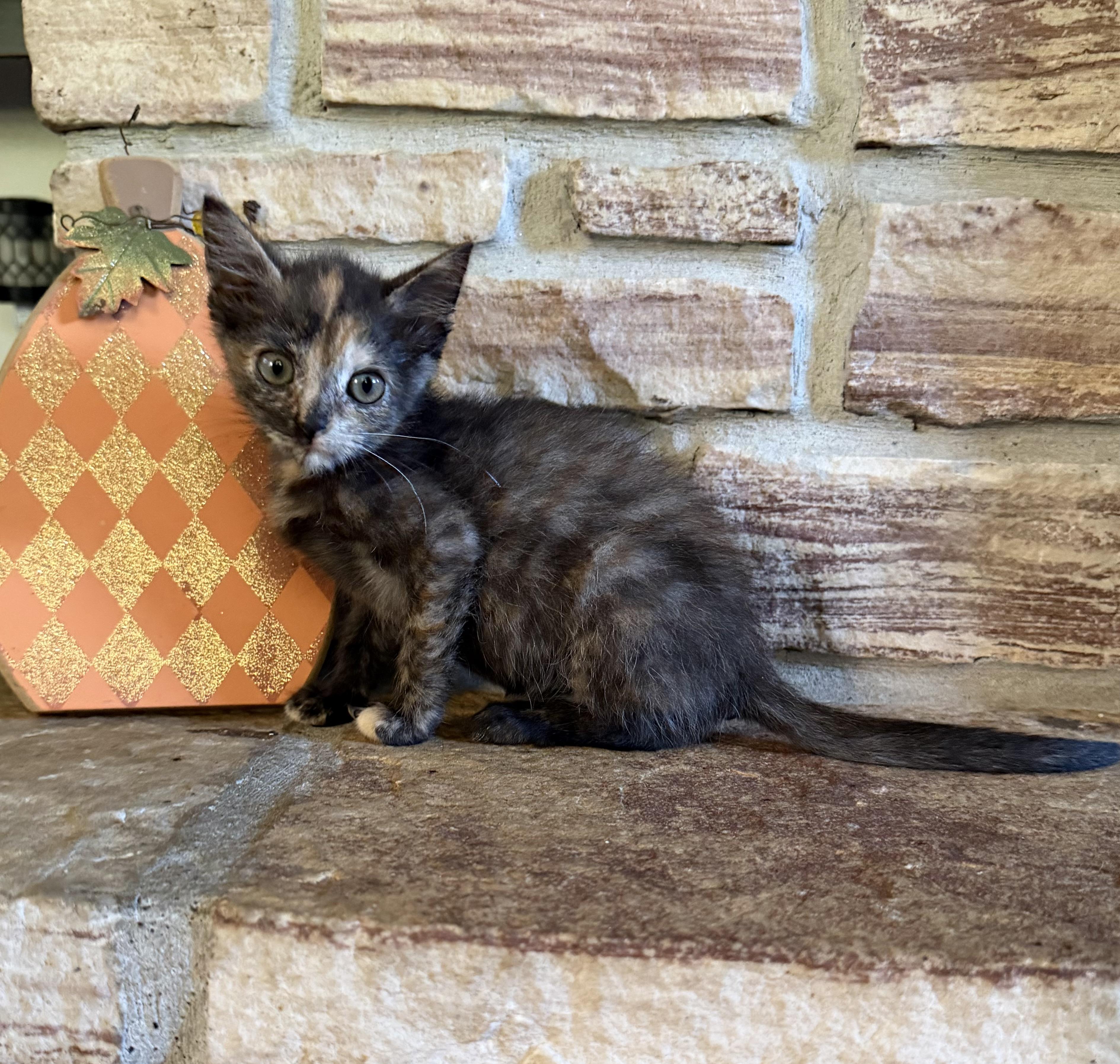 Enlarge Bitsy, a Adopted Domestic Short Hair in Lacona, NY image 4/6