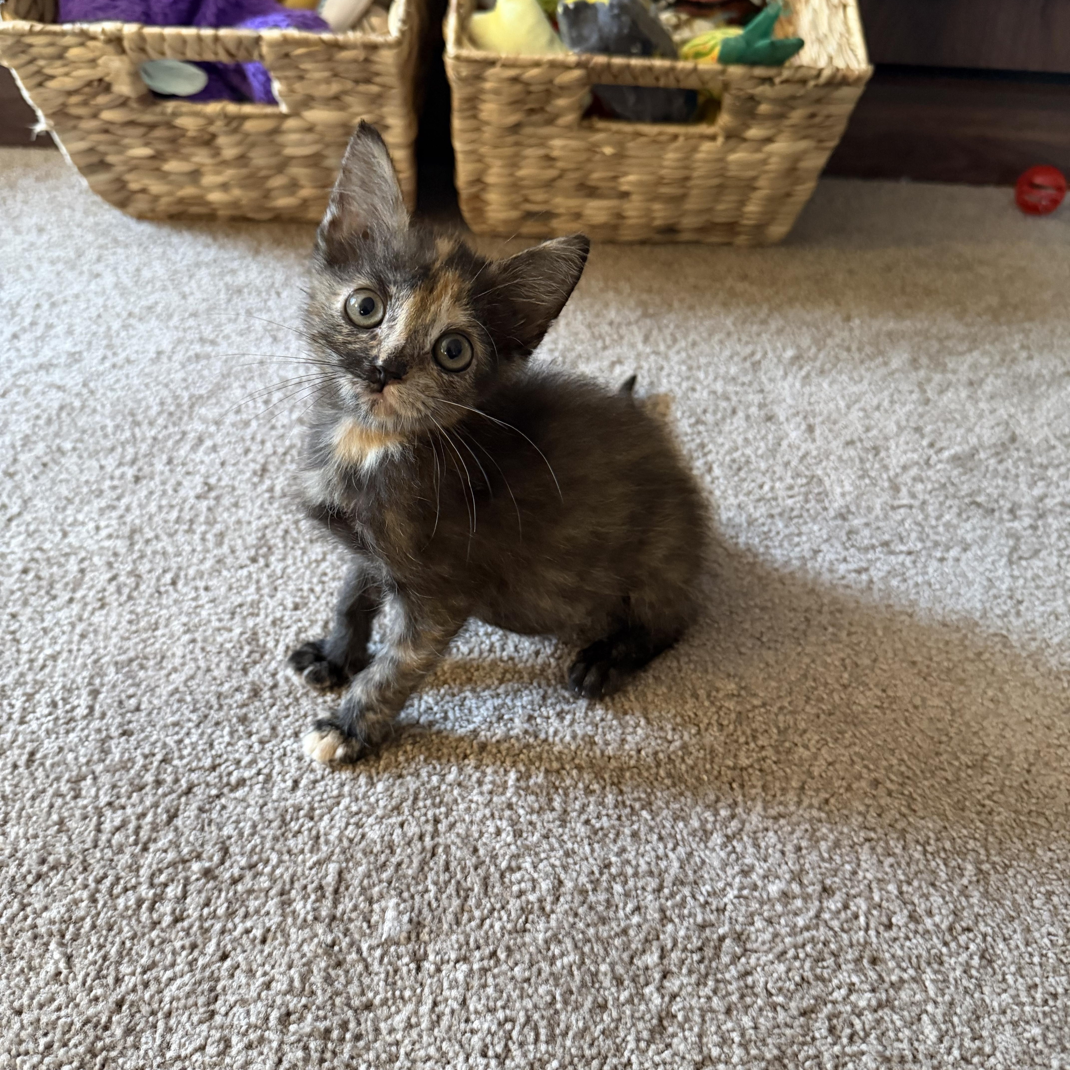 Enlarge Bitsy, a Adopted Domestic Short Hair in Lacona, NY image 2/6