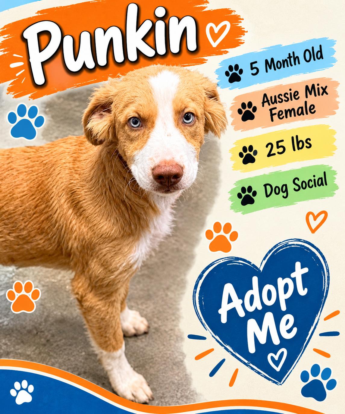 Enlarge Punkin, a Adopted Mixed Breed in Rock Hill, NY image 1/1