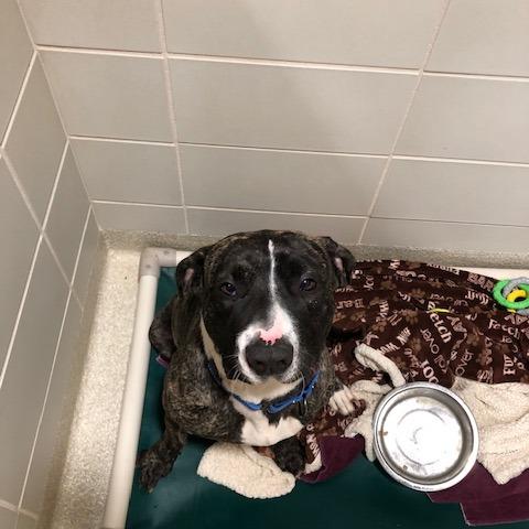 Enlarge Trixie, a Adoptable mixed breed in Novelty, OH image 1/6