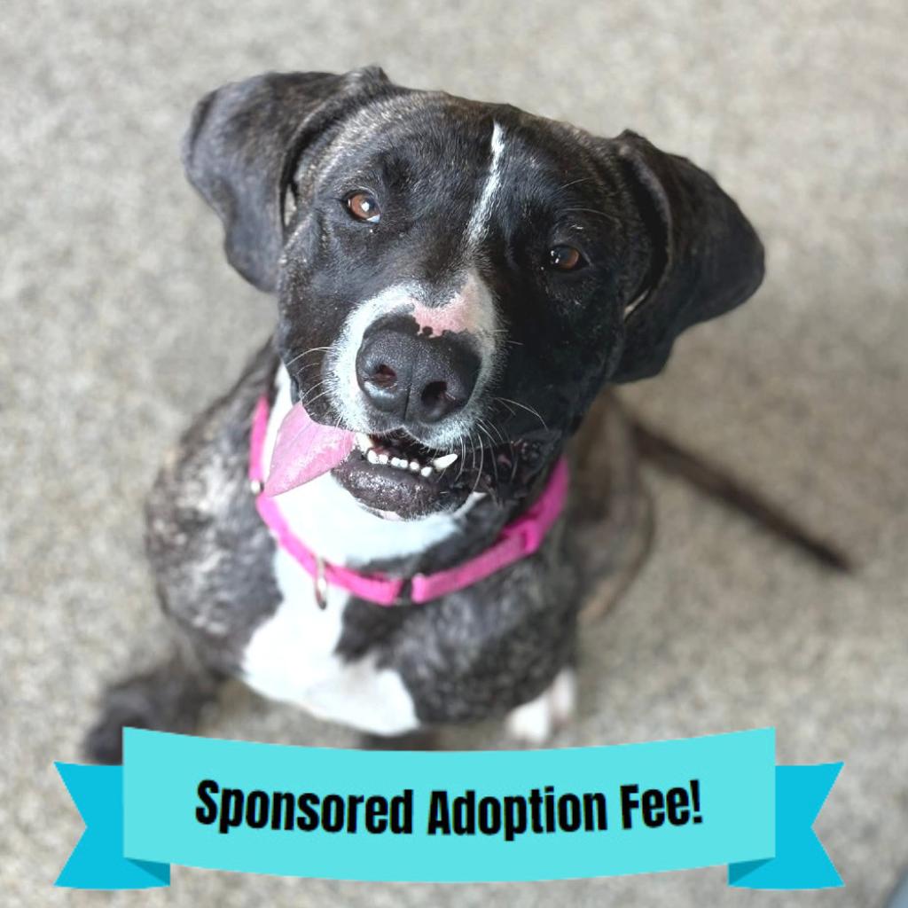 Enlarge Trixie, a Adoptable mixed breed in Novelty, OH image 2/6