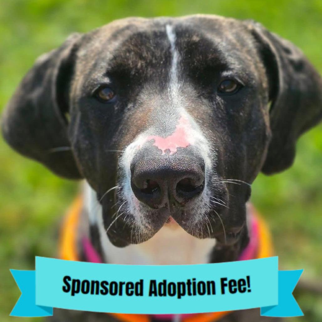 Enlarge Trixie, a Adoptable mixed breed in Novelty, OH image 1/6