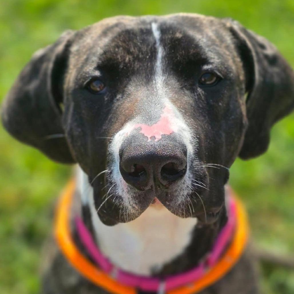 Enlarge Trixie, a Adoptable mixed breed in Novelty, OH image 2/6