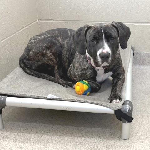 Enlarge Trixie, a Adoptable mixed breed in Novelty, OH image 3/6