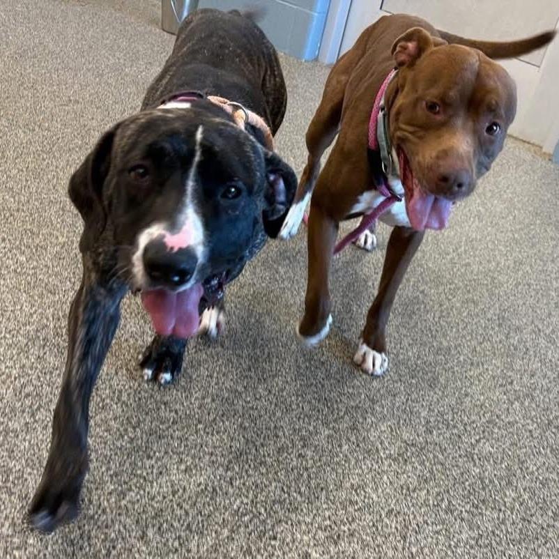 Enlarge Trixie, a Adoptable mixed breed in Novelty, OH image 4/6