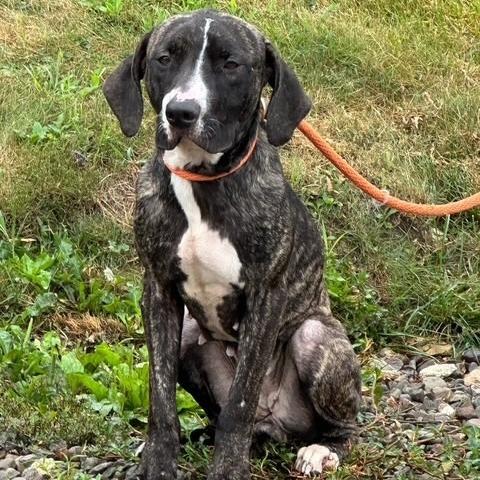 Enlarge Trixie, a Adoptable mixed breed in Novelty, OH image 5/6