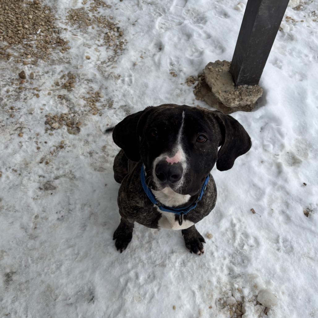 Enlarge Trixie, a Adoptable mixed breed in Novelty, OH image 5/6