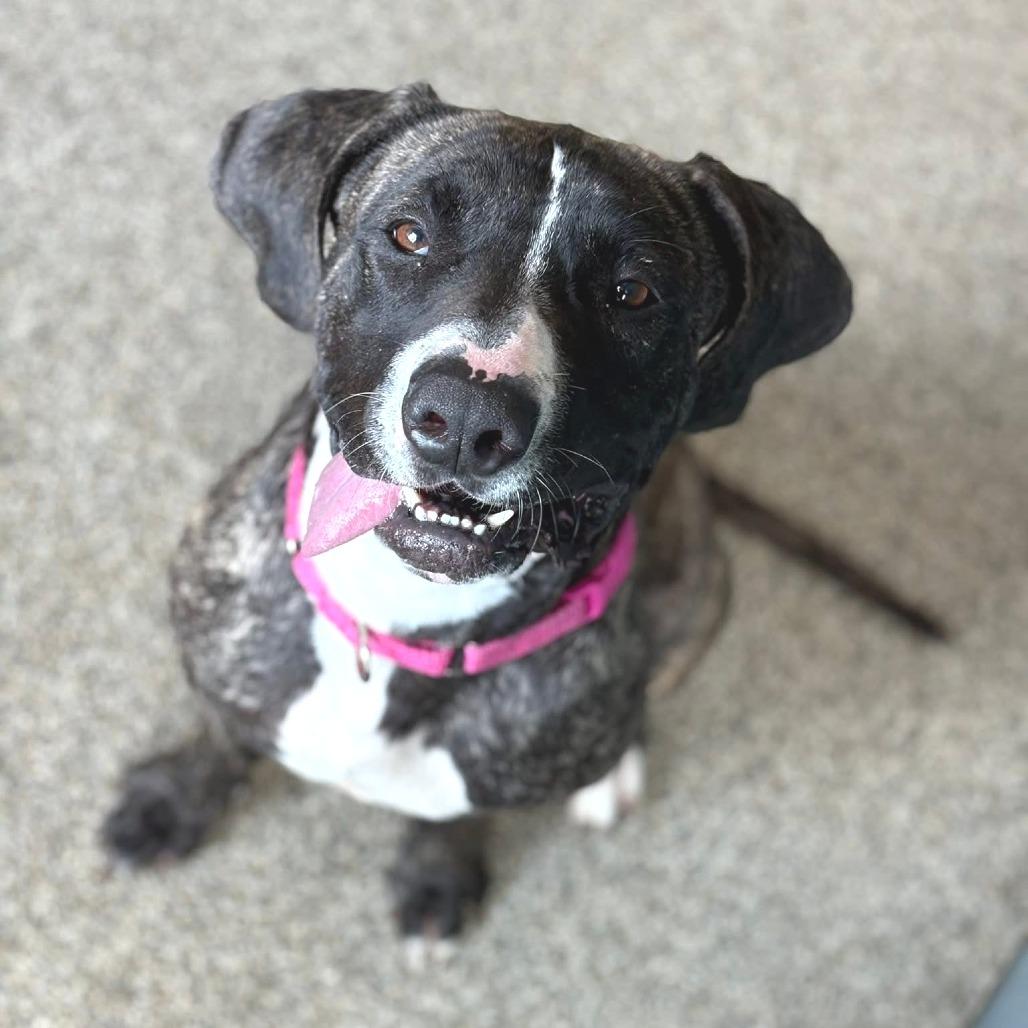 Enlarge Trixie, a Adoptable mixed breed in Novelty, OH image 6/6