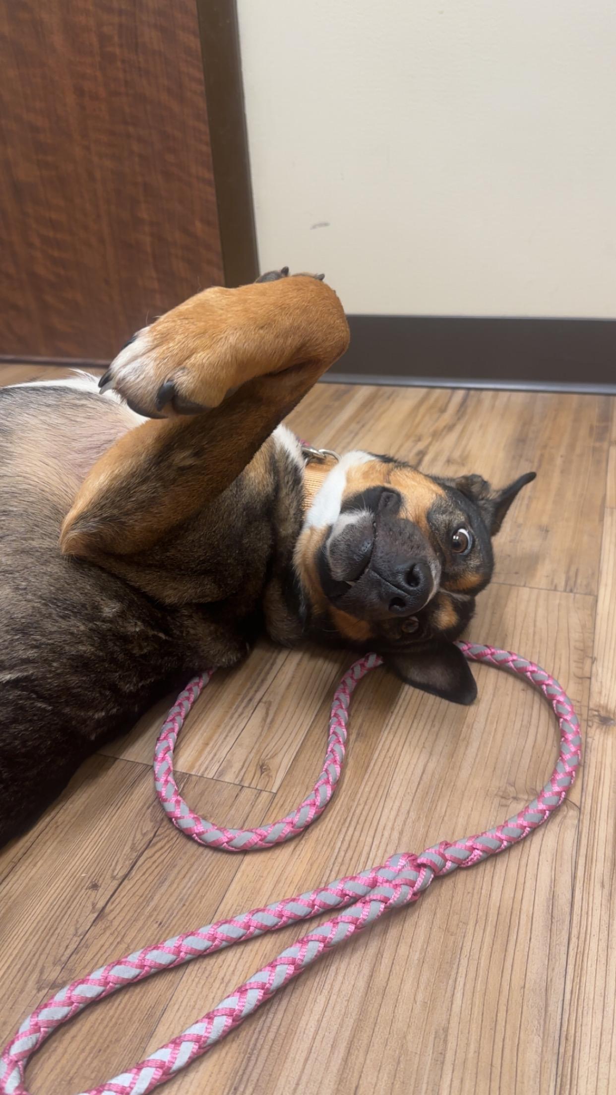 Pepper, a ADOPTABLE mixed breed in Superior, MT image 2/4