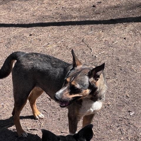 Pepper, a ADOPTABLE mixed breed in Superior, MT image 3/4