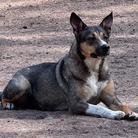 Pepper, ADOPTABLE, Adult Female Australian Cattle Dog / Blue Heeler.