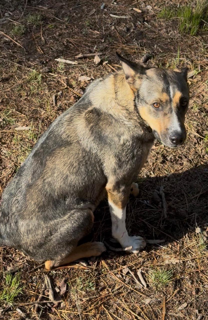Pepper, a ADOPTABLE mixed breed in Superior, MT image 4/4