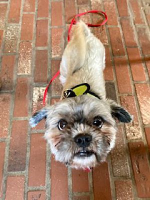 Enlarge Gizmo Giblet- sanctuary, a Adoptable mixed breed in Oklahoma City, OK image 1/1