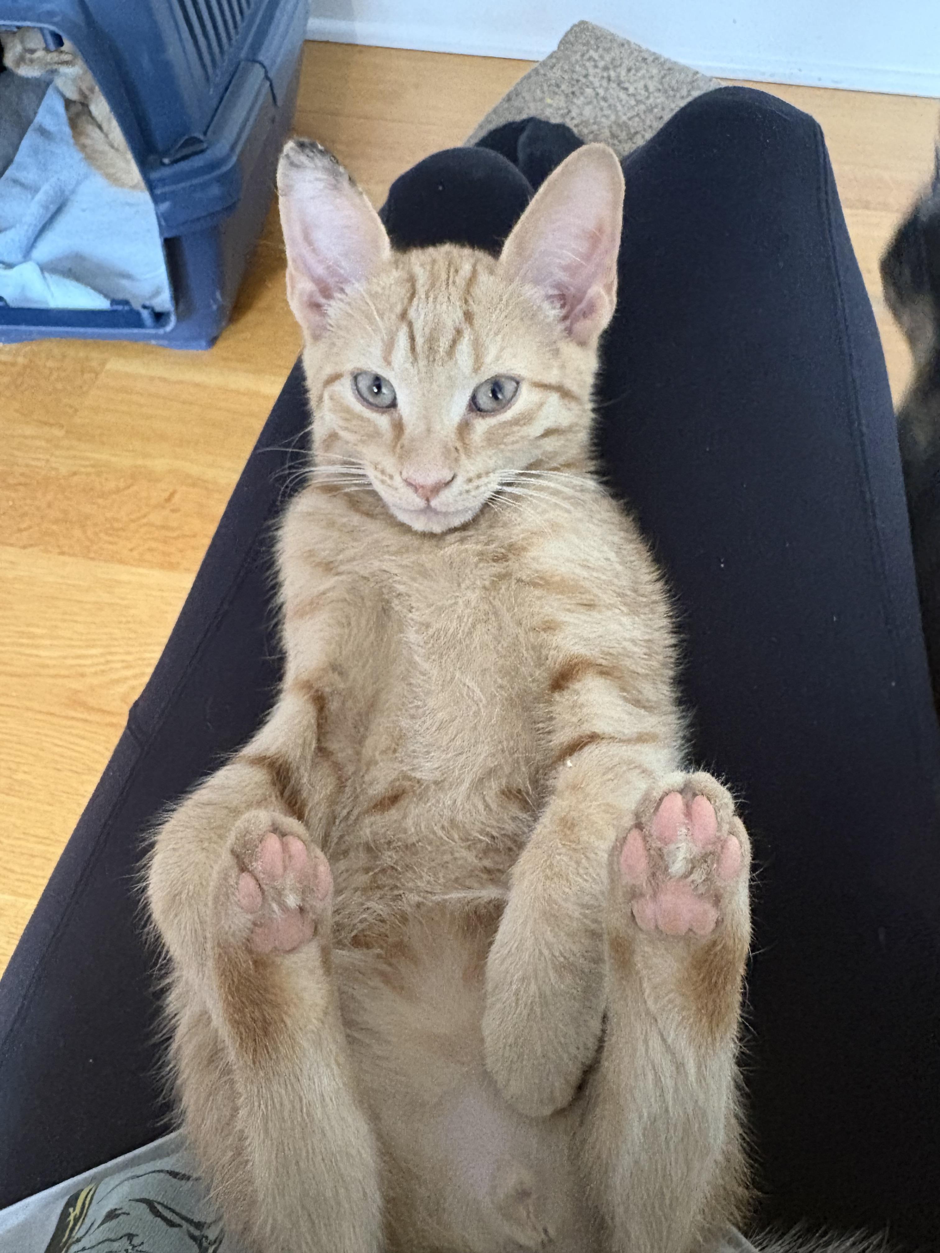 Enlarge Donnie, a ADOPTABLE Domestic Short Hair in Bridgewater, NJ image 5/5