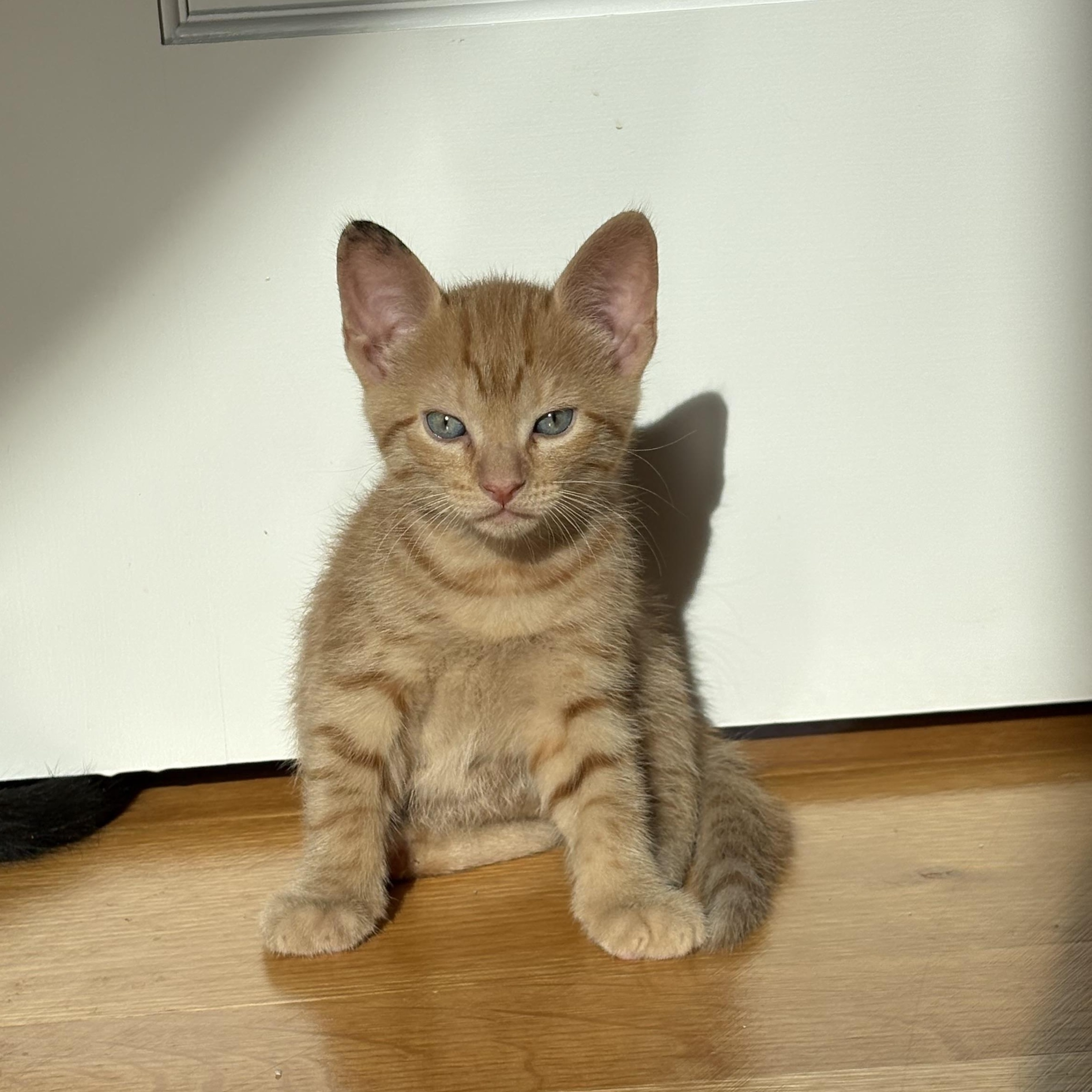 Enlarge Donnie, a ADOPTABLE Domestic Short Hair in Bridgewater, NJ image 1/5