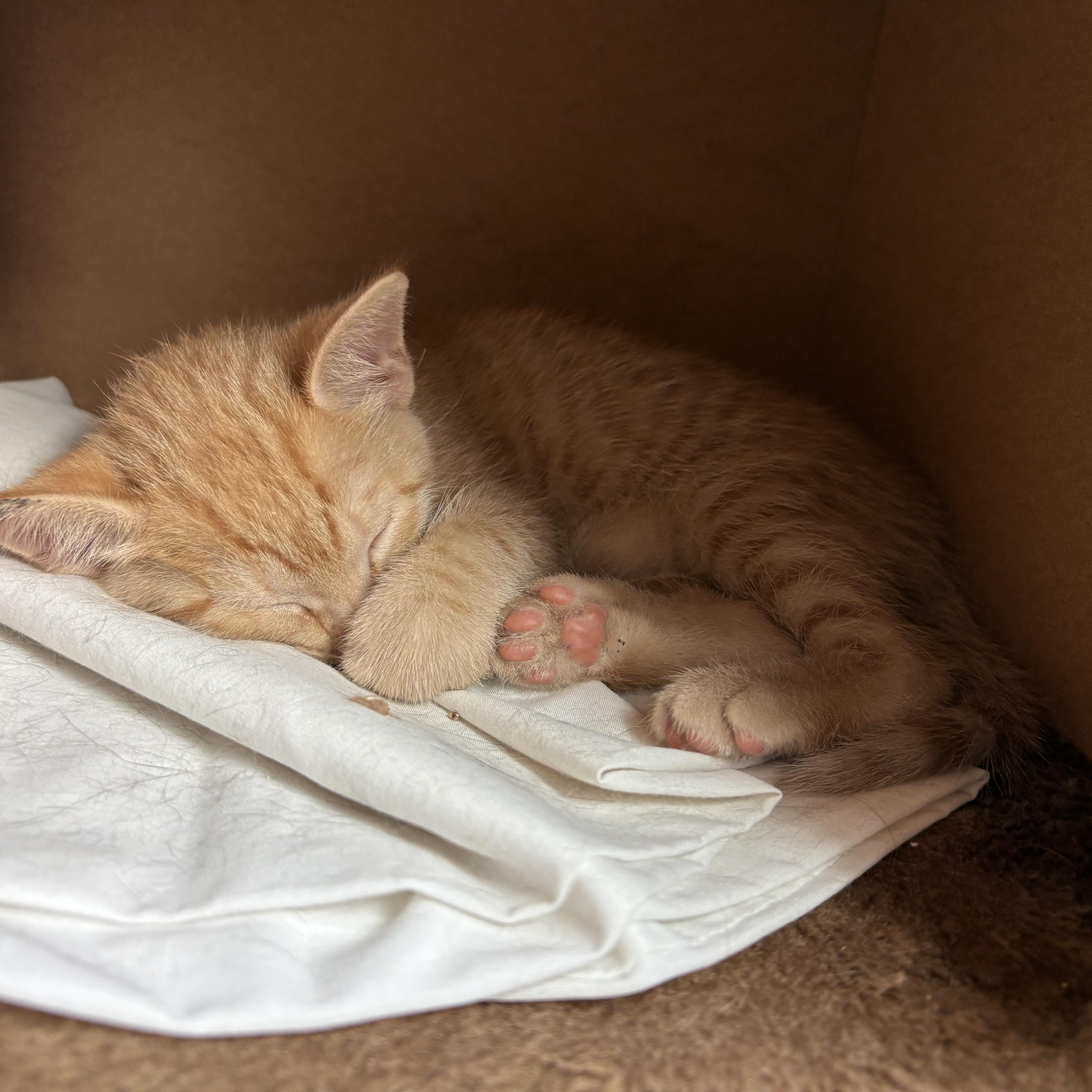 Enlarge Donnie, a ADOPTABLE Domestic Short Hair in Bridgewater, NJ image 4/5