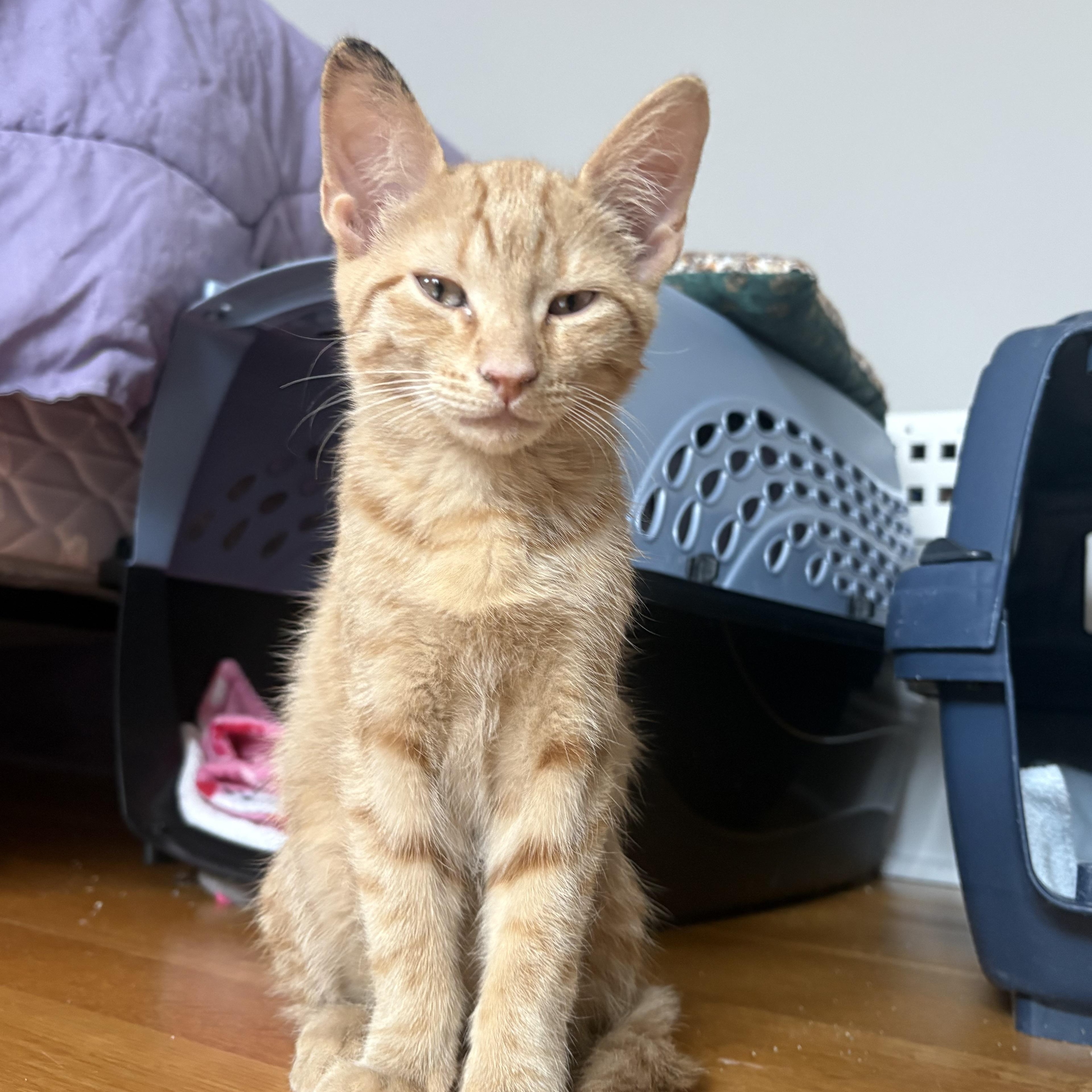 Enlarge Donnie, a ADOPTABLE Domestic Short Hair in Bridgewater, NJ image 2/5