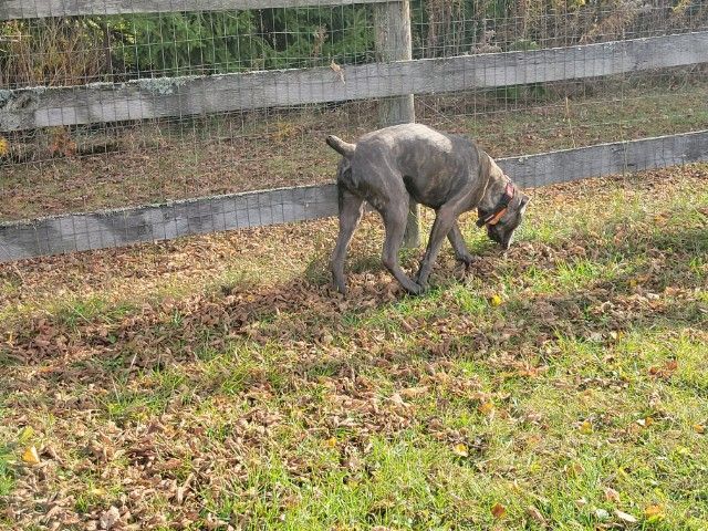 Bob, Adopted, Young Male Mastiff.