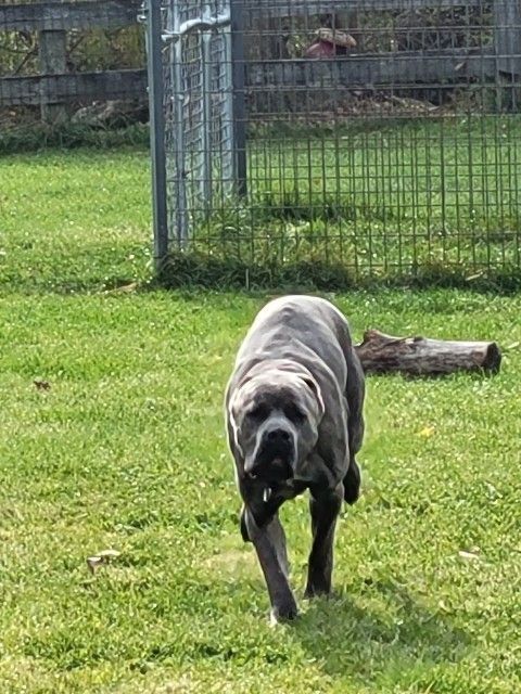 Bob, a Adopted Mastiff in Newmarket, ON image 2/3