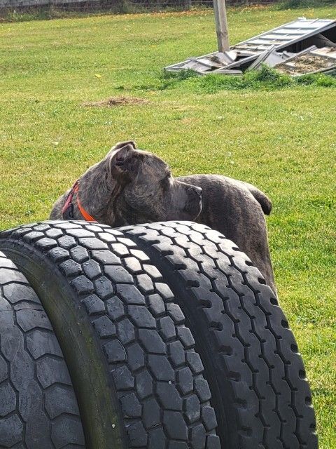 Bob, a Adopted Mastiff in Newmarket, ON image 3/3