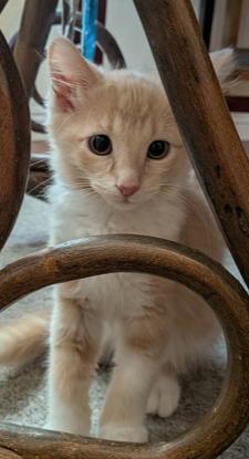 Harry, ADOPTABLE, Kitten Male Domestic Medium Hair.