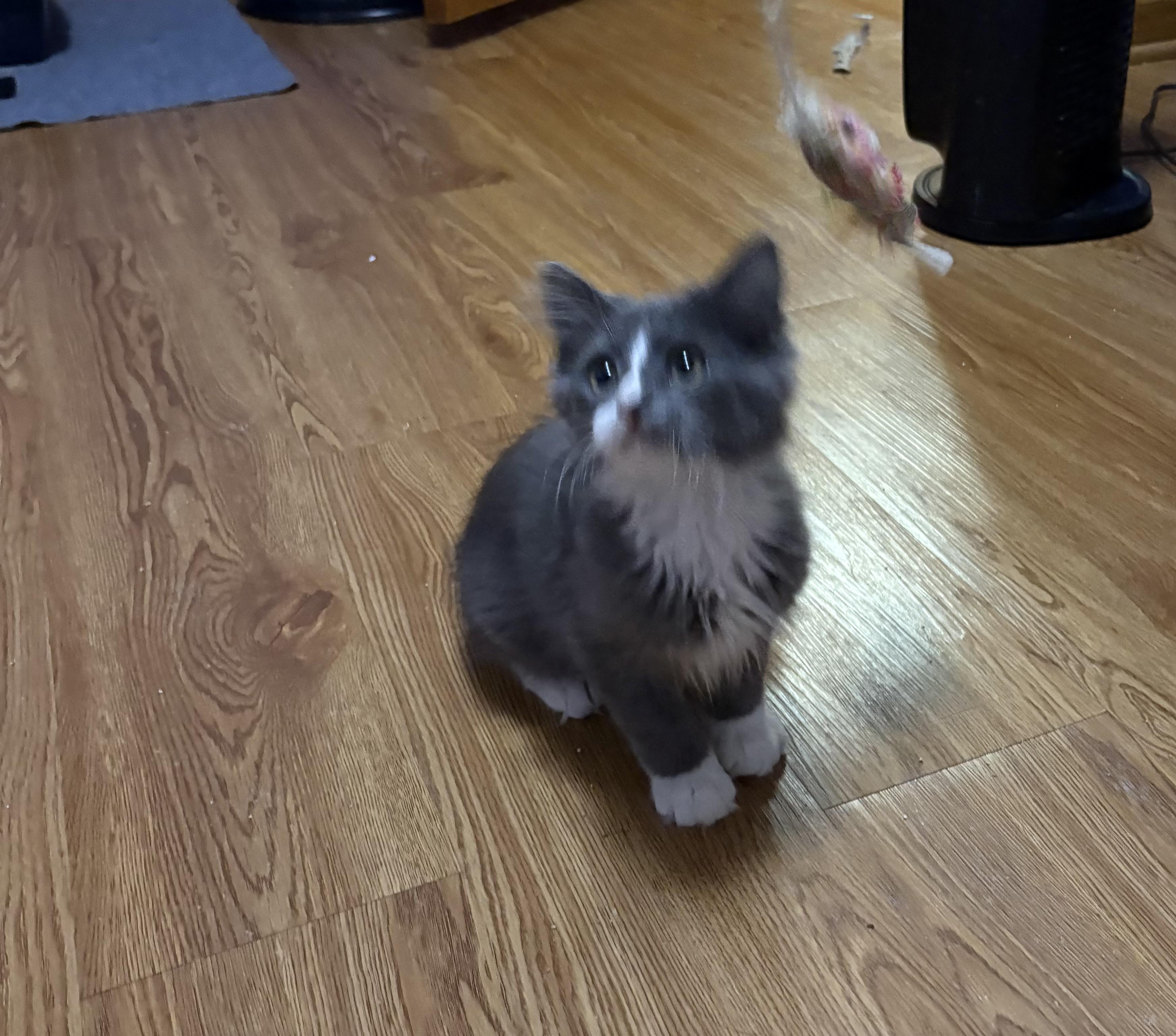 Enlarge Dundee, a Adoptable Domestic Medium Hair in Faribault, MN image 2/2