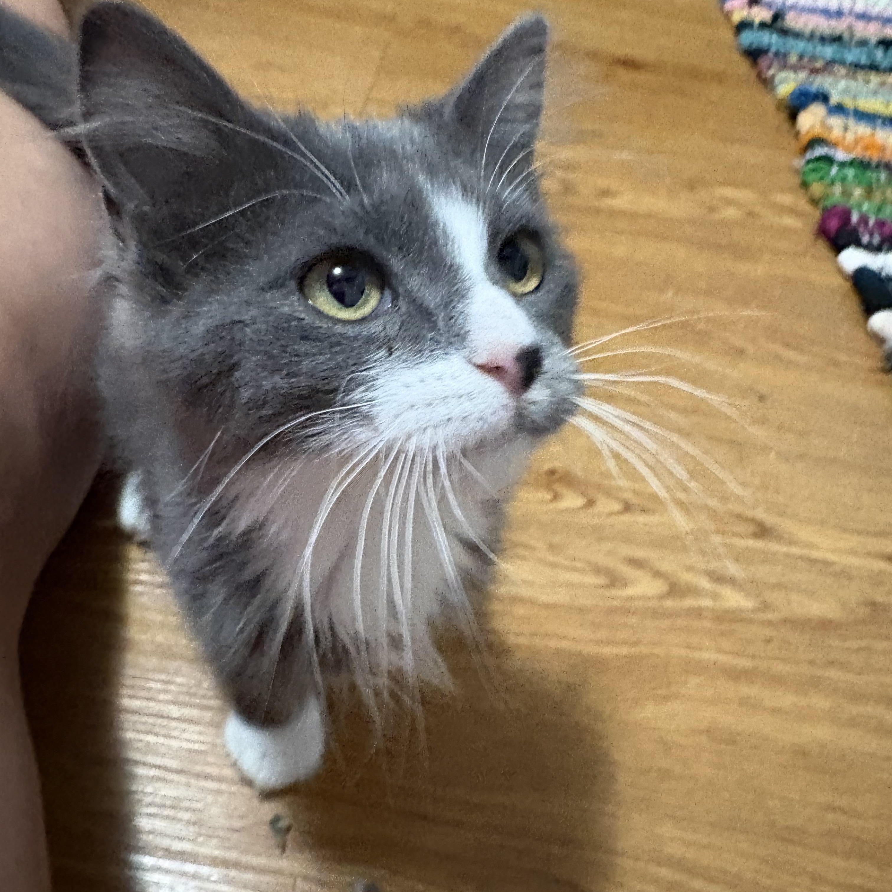 Enlarge Dundee, a Adoptable Domestic Medium Hair in Faribault, MN image 1/2