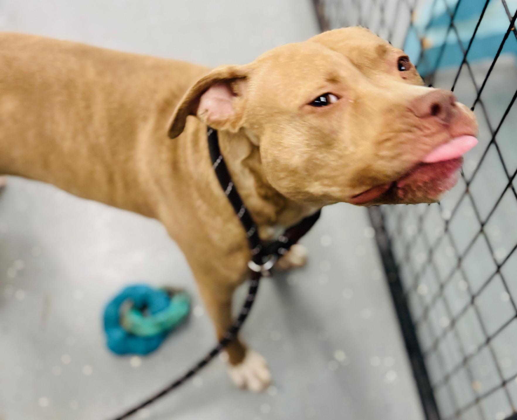 Gwen, a Adoptable mixed breed in Oak Park, MI image 3/5