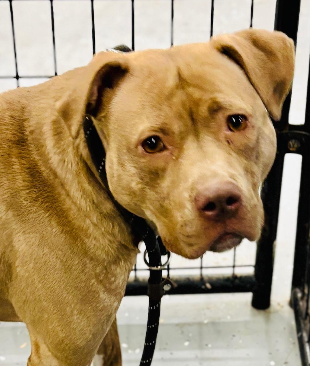 Gwen, a Adoptable mixed breed in Oak Park, MI image 4/5