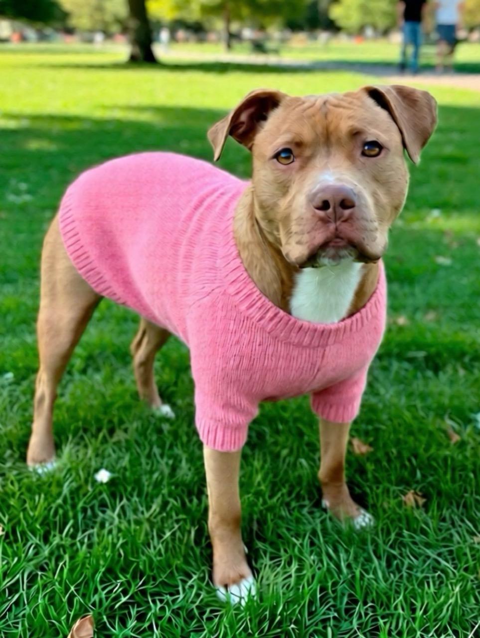 Gwen, Adoptable, Adult Female Pit Bull Terrier & American Staffordshire Terrier.