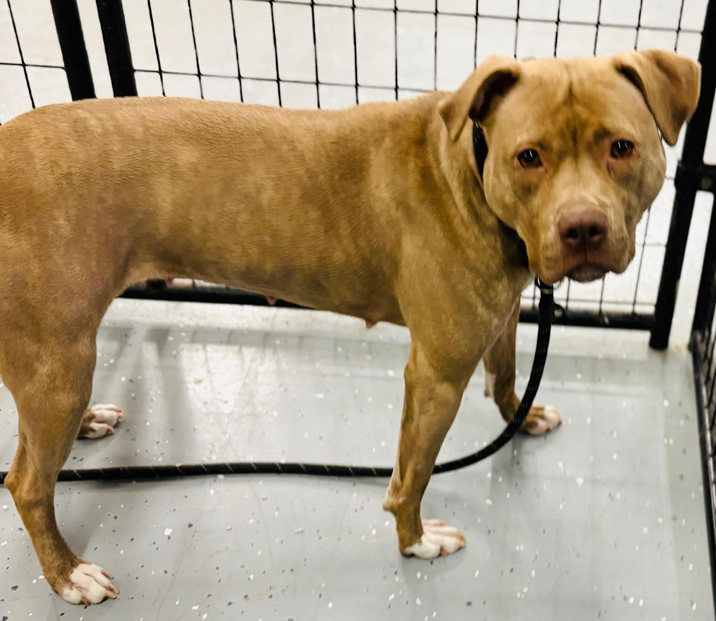 Gwen, a Adoptable mixed breed in Oak Park, MI image 5/5