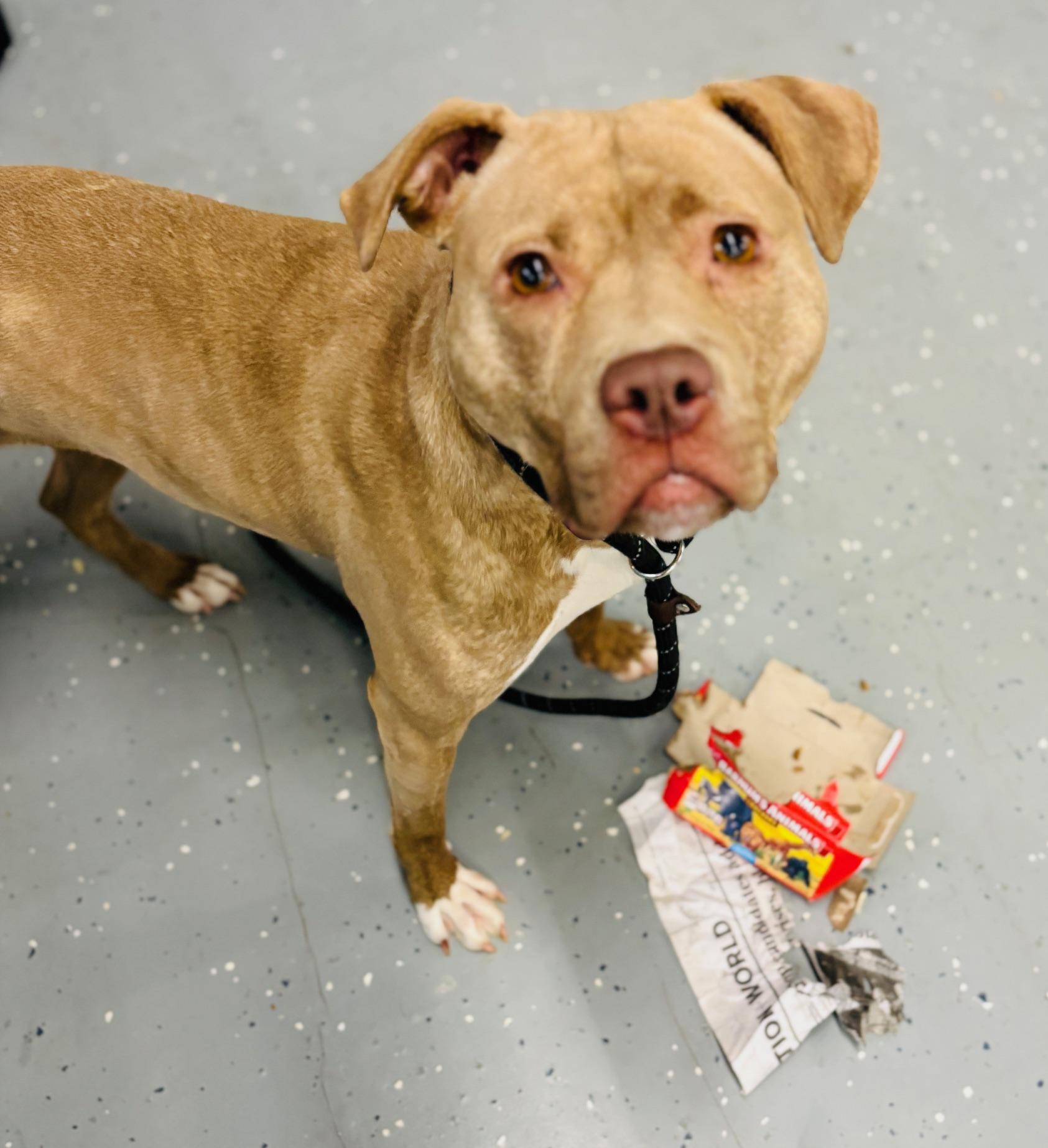 Gwen, a Adoptable mixed breed in Oak Park, MI image 2/5