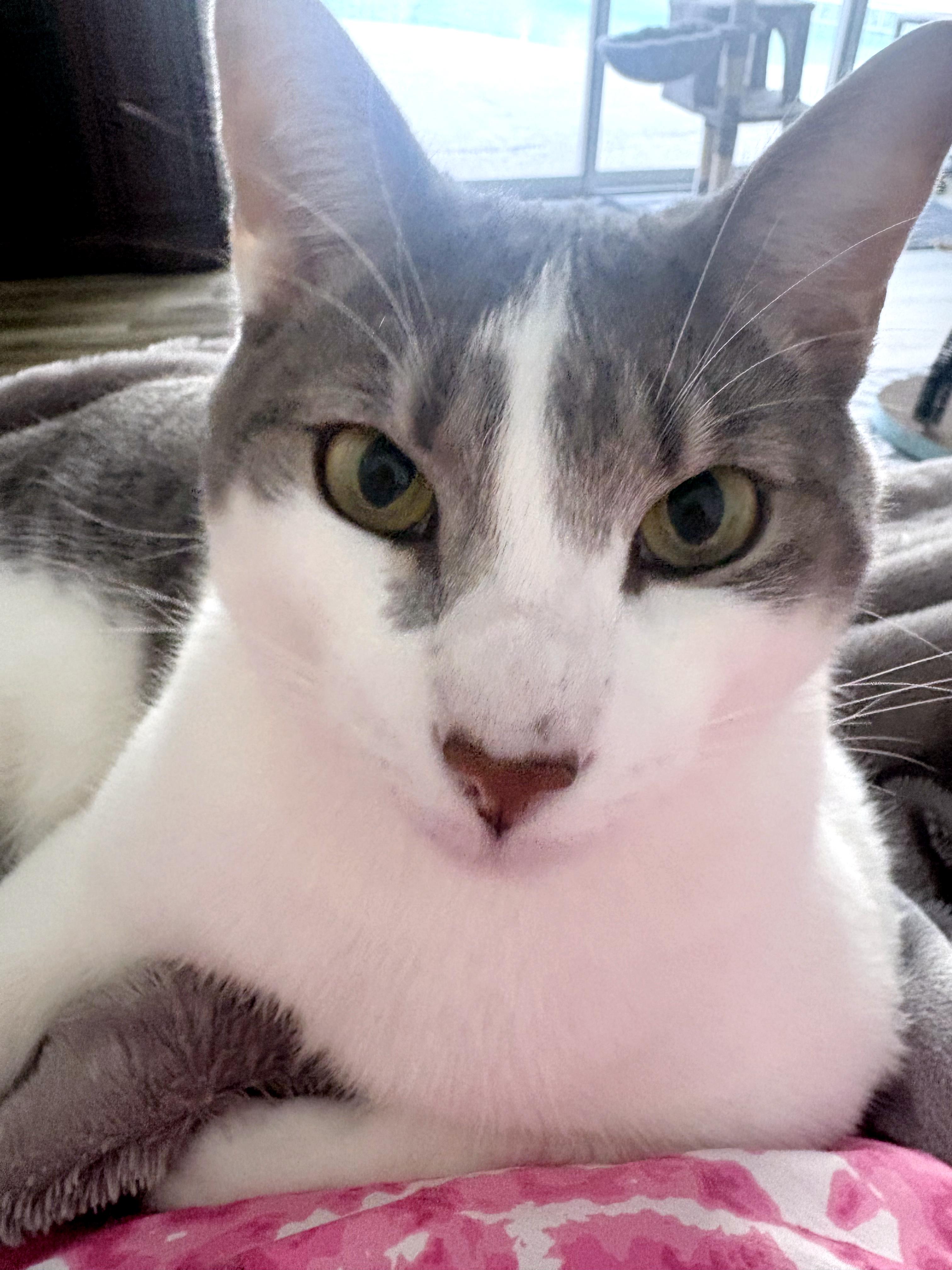 Enlarge Griswold <-- LAP CAT, a Adoptable mixed breed in Lake Monroe, FL image 1/6