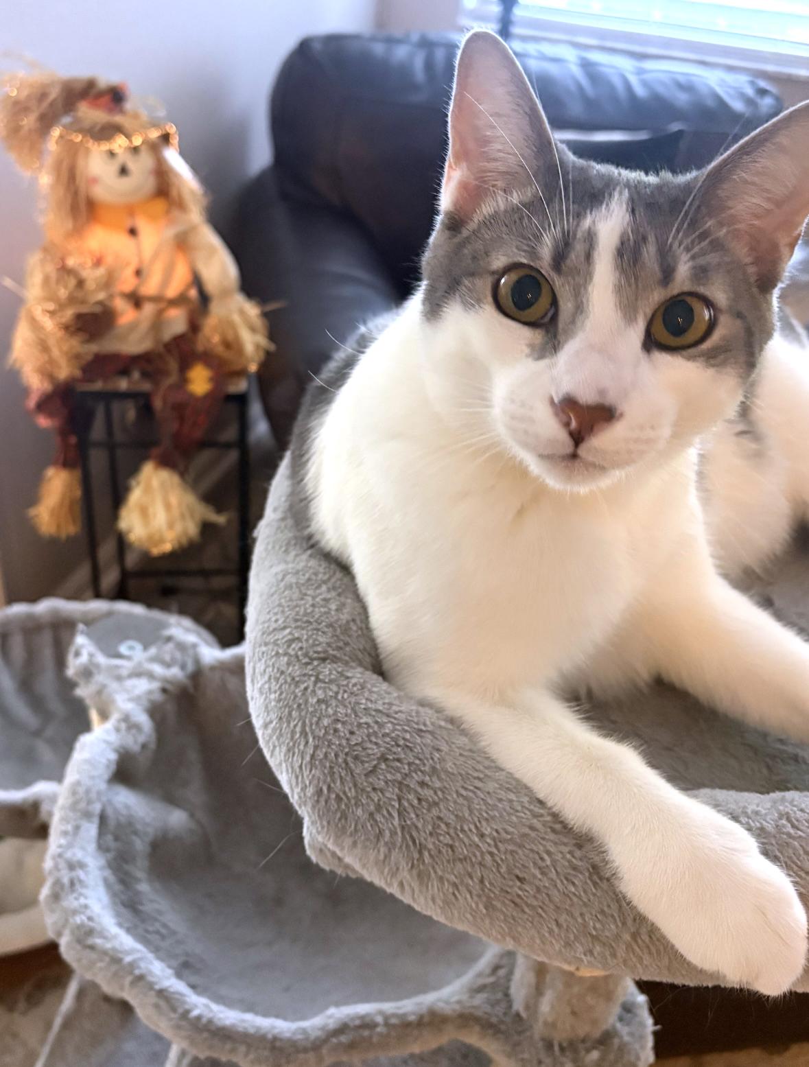 Griswold, Adoptable, Young Male Domestic Short Hair & Tiger.