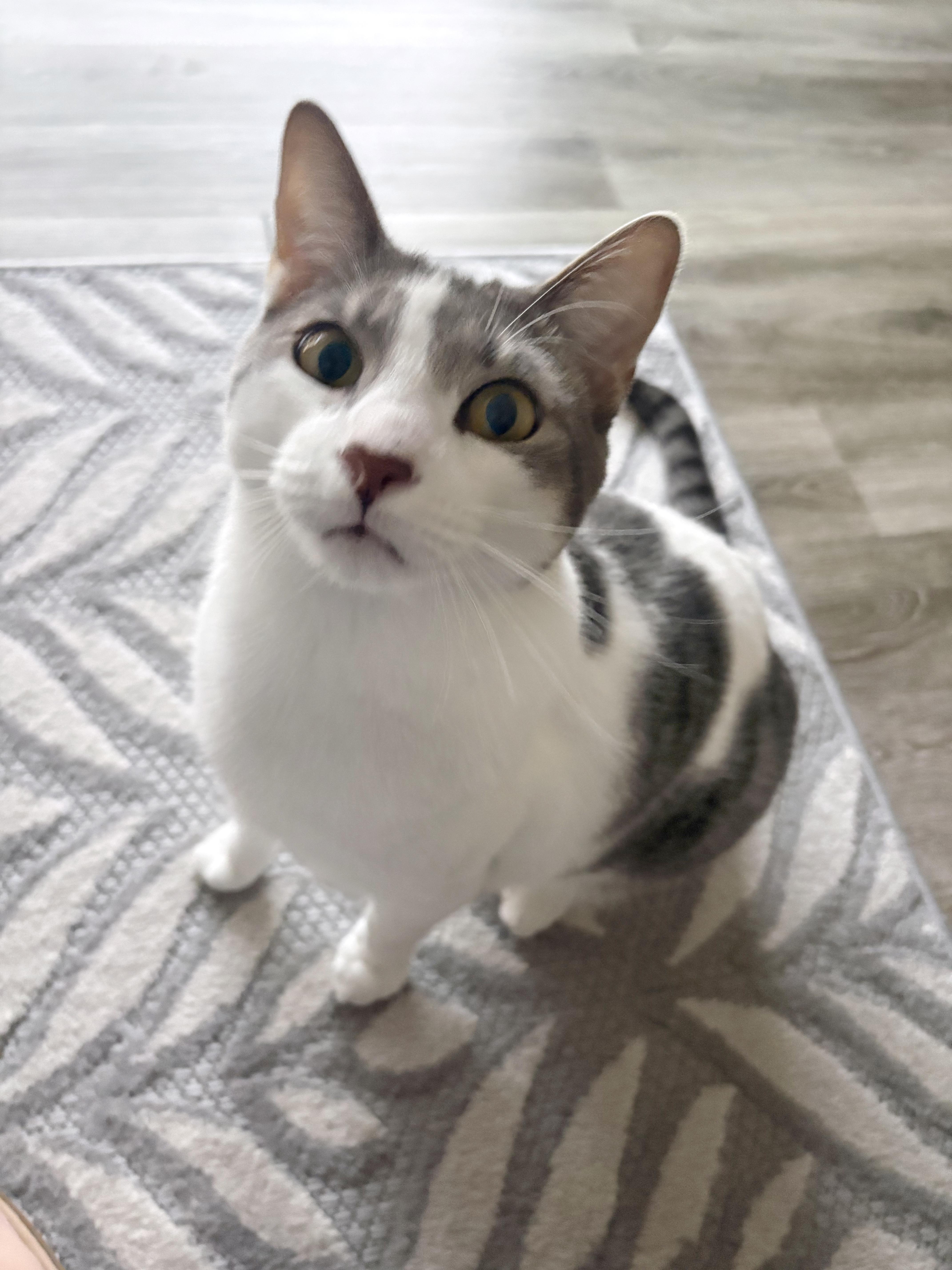 Enlarge Griswold <-- LAP CAT, a Adoptable mixed breed in Lake Monroe, FL image 2/6