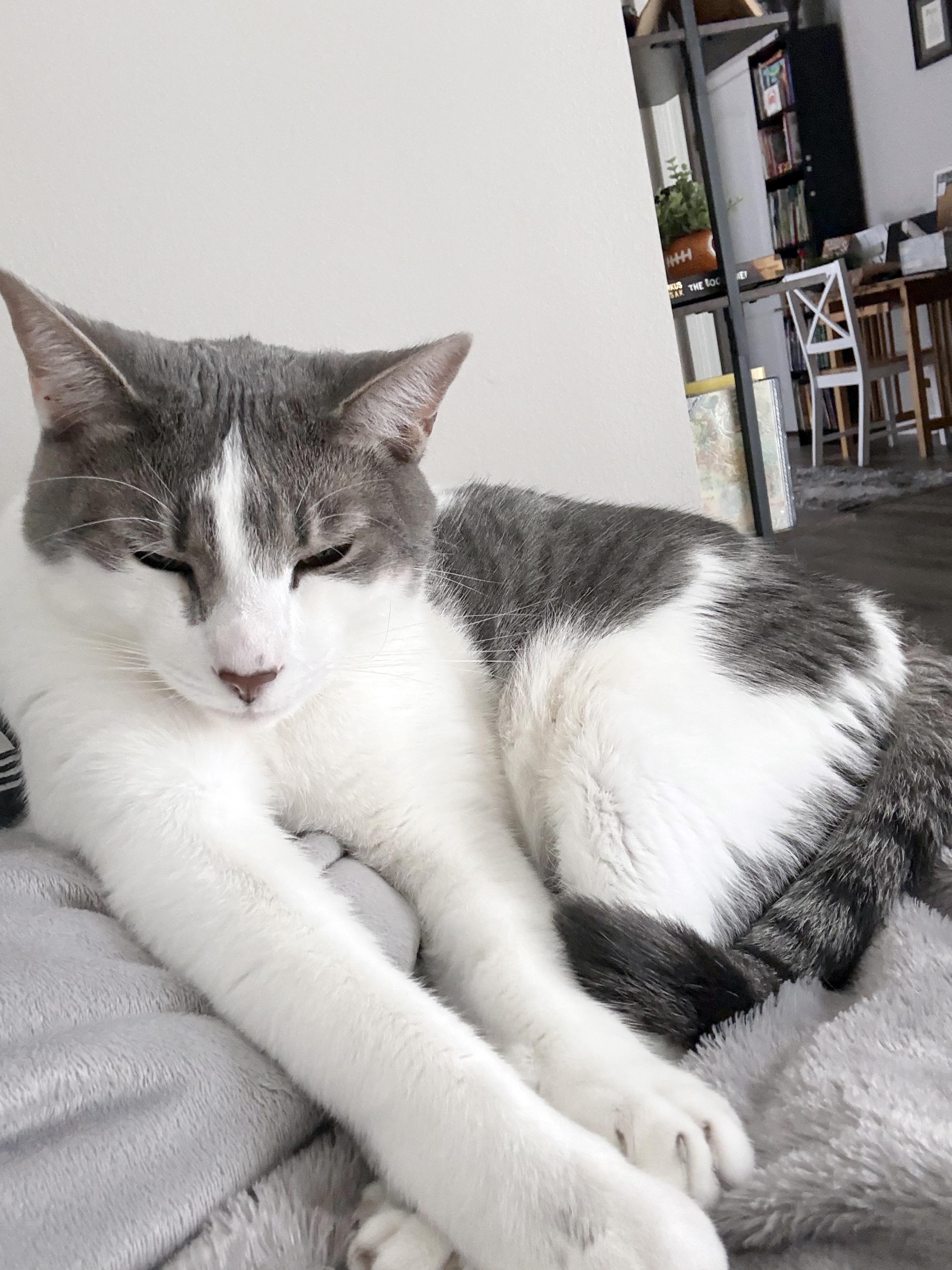 Enlarge Griswold <-- LAP CAT, a Adoptable mixed breed in Lake Monroe, FL image 5/6