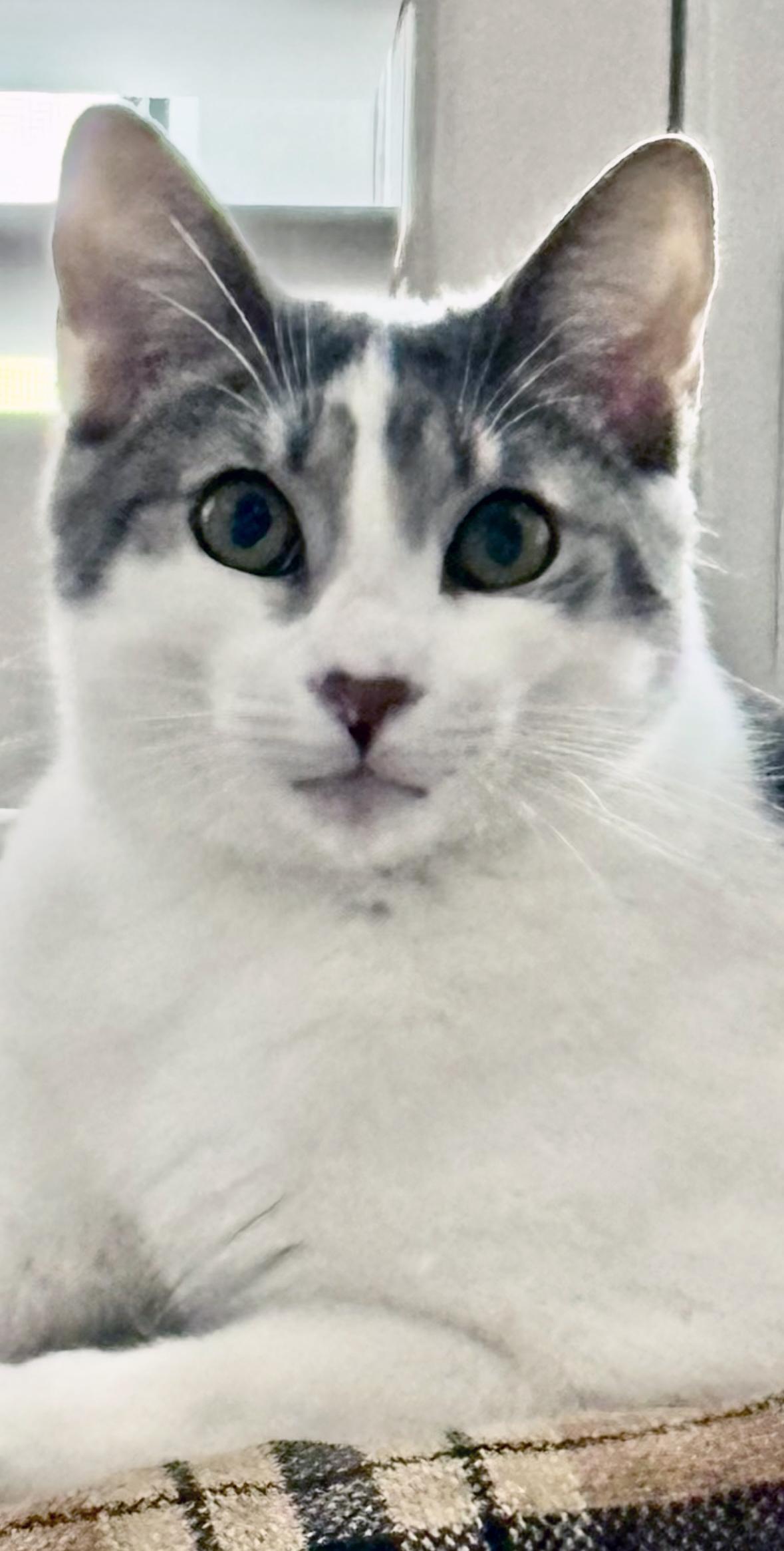 Griswold thumbnail 3