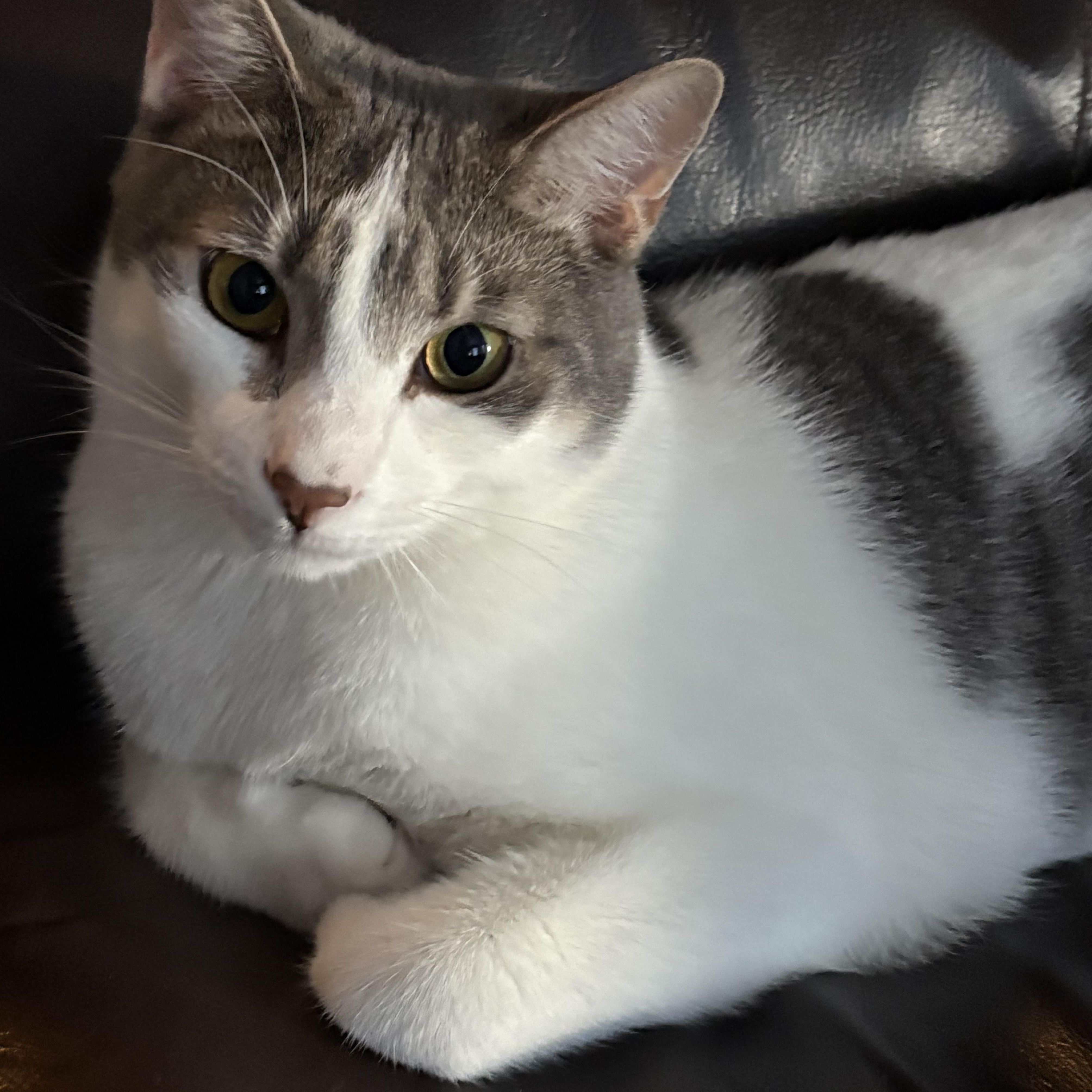 Griswold, a Adoptable mixed breed in Lake Monroe, FL image 4/6