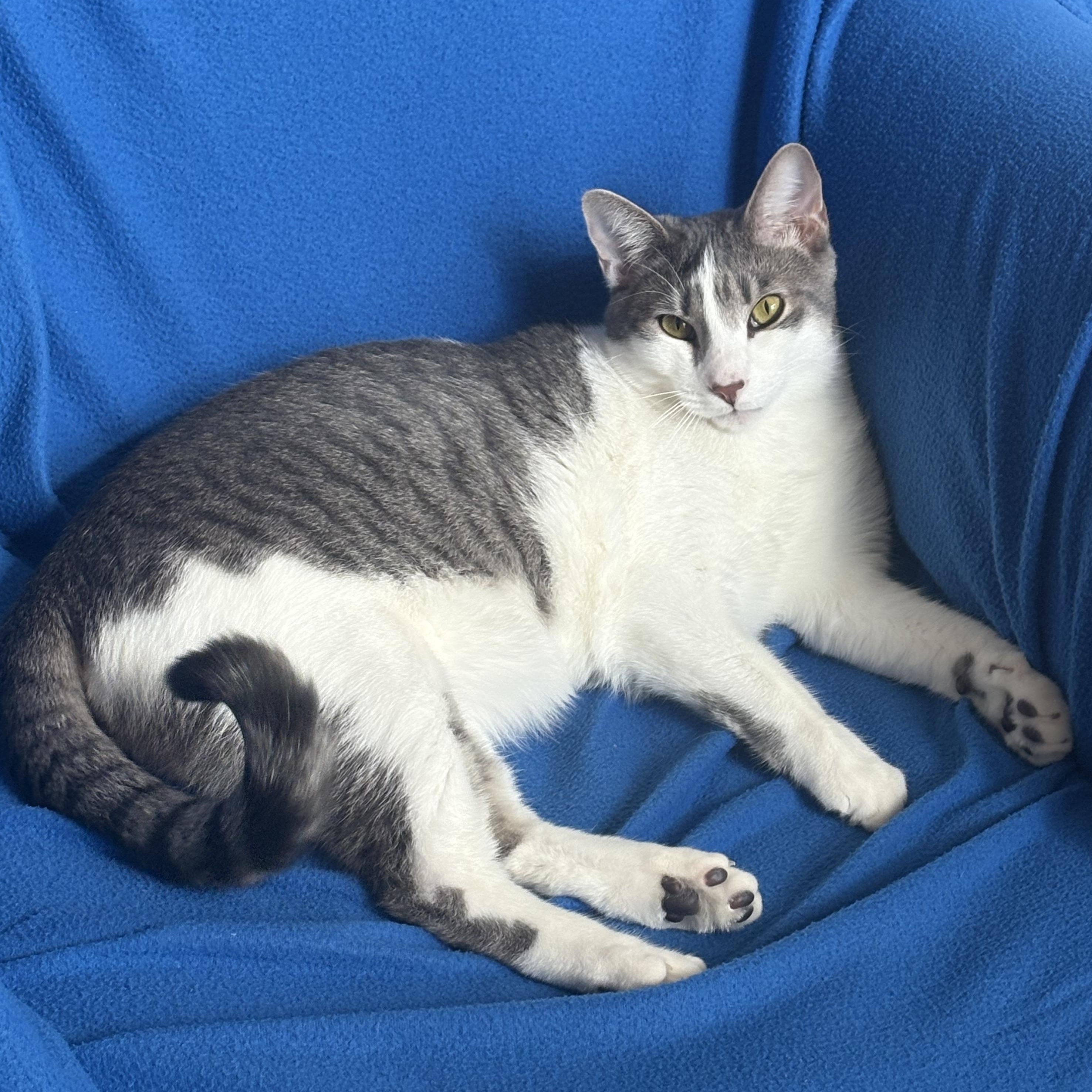 Griswold, a Adoptable mixed breed in Lake Monroe, FL image 2/6