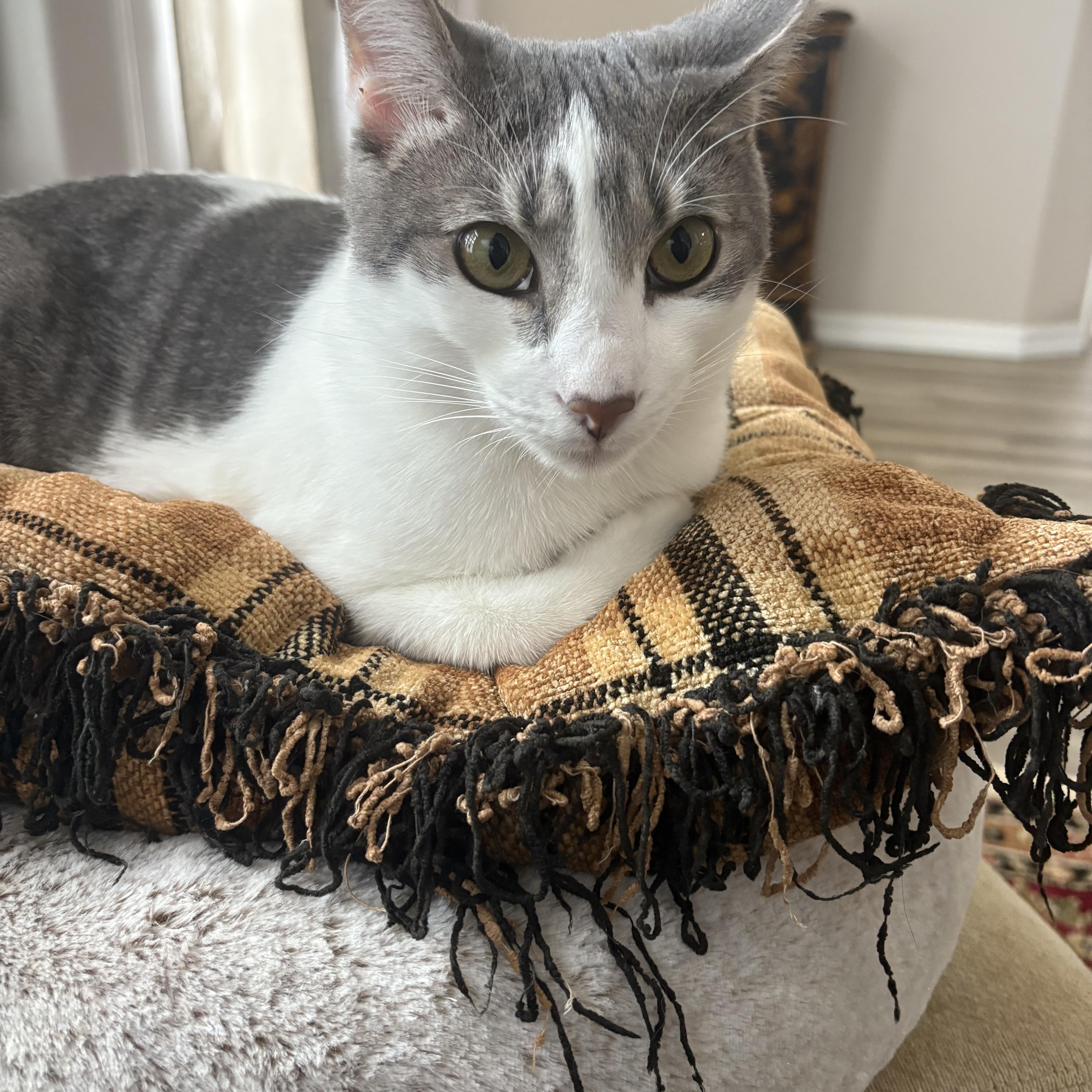 Griswold thumbnail 6