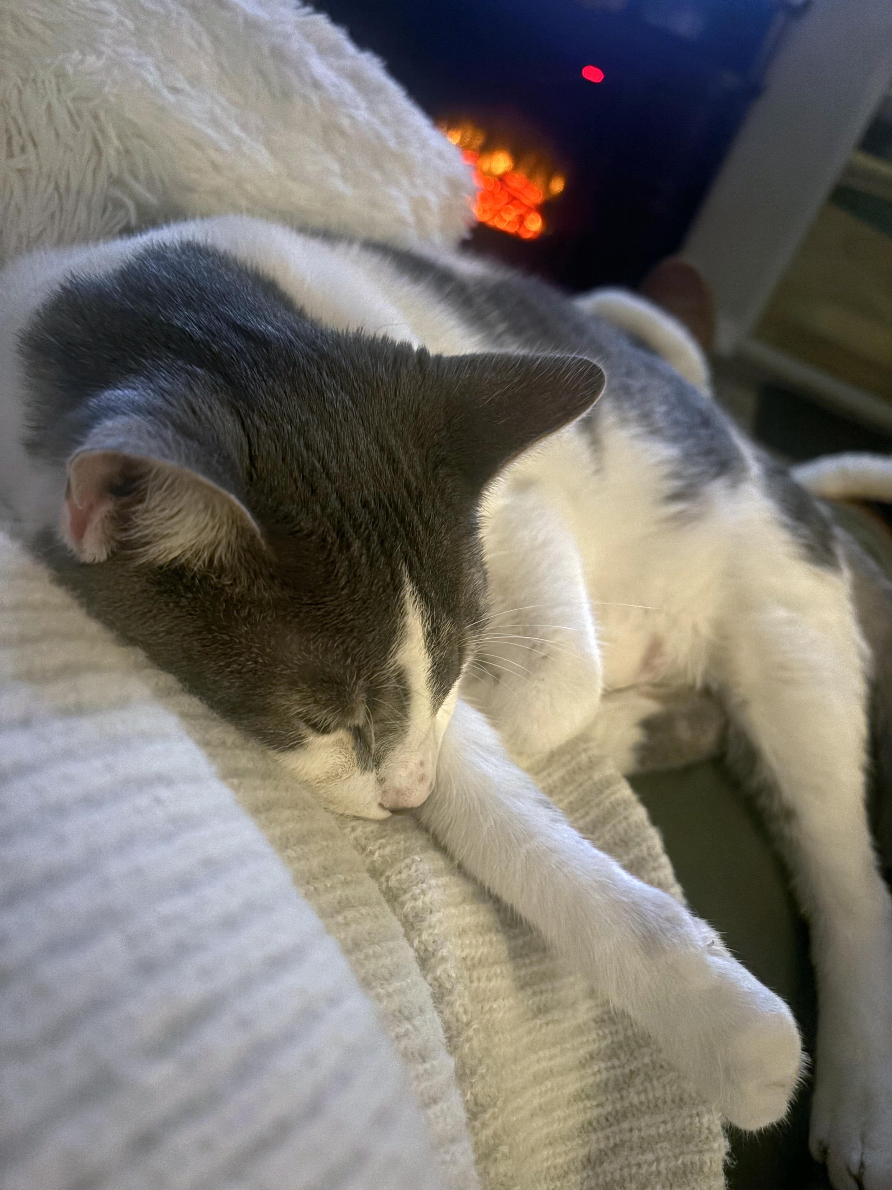 Enlarge Griswold <-- LAP CAT, a Adoptable mixed breed in Lake Monroe, FL image 3/6