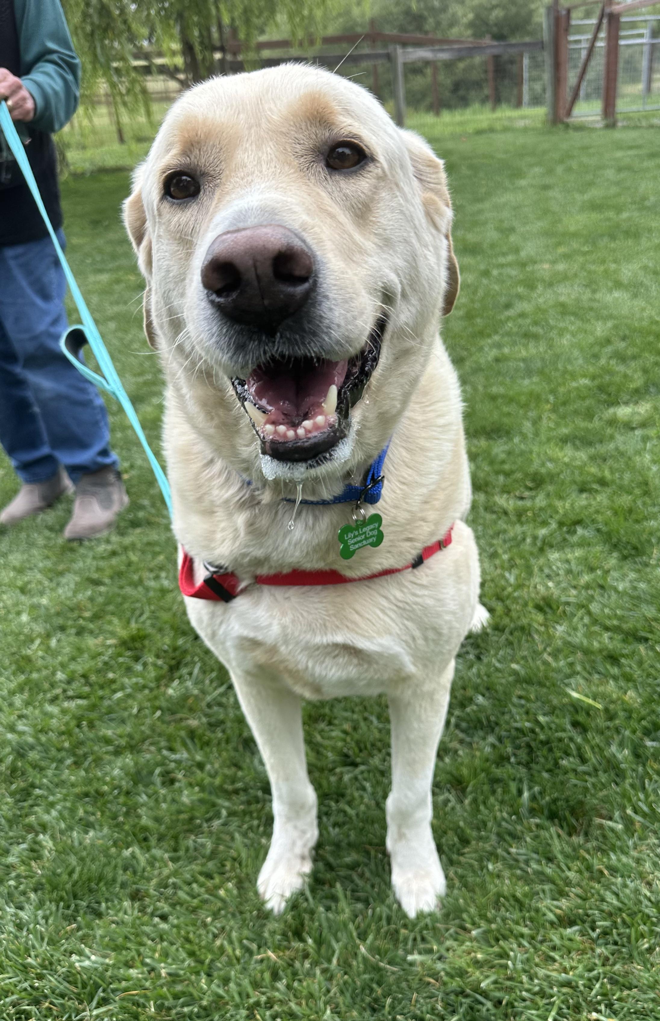 Enlarge Maggie, a ADOPTABLE mixed breed in Petaluma, CA image 2/5