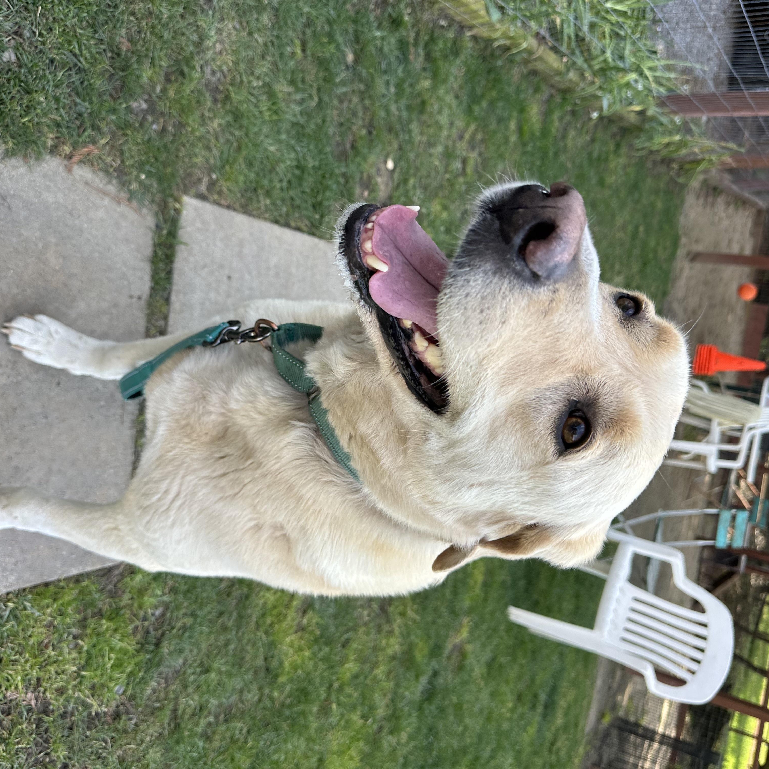 Maggie, ADOPTABLE, Senior Female Yellow Labrador Retriever & Great Pyrenees.